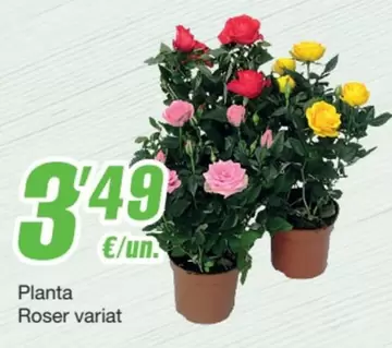 Oferta de Planta Roser Variat por 3,49€ en SPAR Fragadis