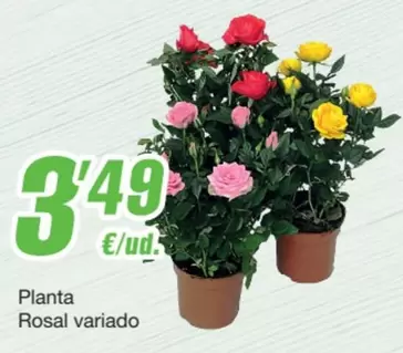 Oferta de Planta Rosal Variado por 3,49€ en SPAR Fragadis