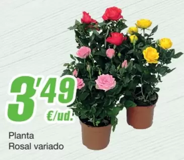 Oferta de Planta Rosal Variado por 3,49€ en SPAR Fragadis