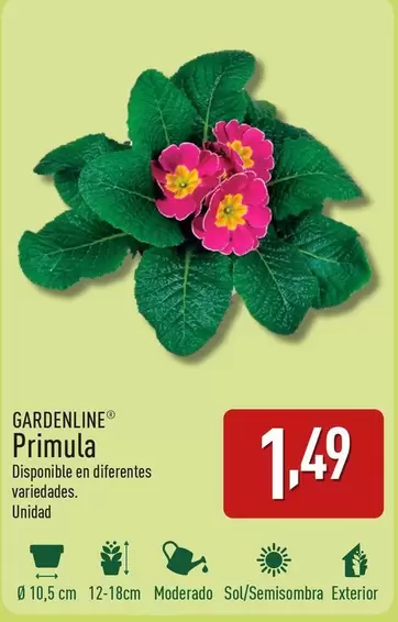 Oferta de Gardenline - Primula por 1,49€ en ALDI