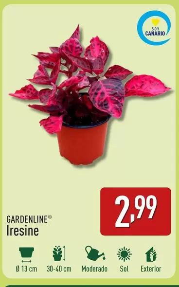 Oferta de Gardenline - Iresine por 2,99€ en ALDI