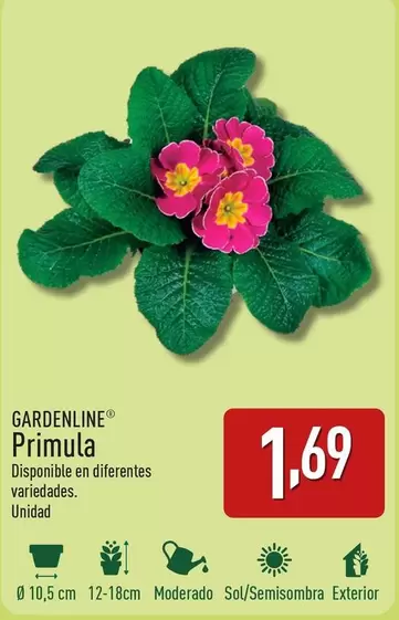 Oferta de Gardenline - Primula por 1,69€ en ALDI