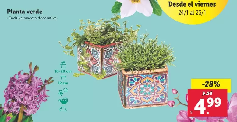 Oferta de Planta Verde por 4,99€ en Lidl