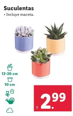 Oferta de Suculentas por 2,99€ en Lidl