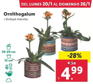 Oferta de Ornithogalum por 4,99€ en Lidl