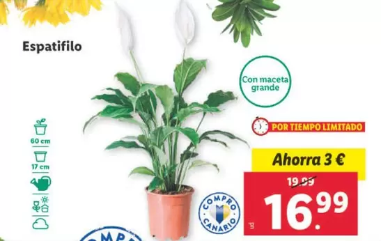 Oferta de Espatifilo por 16,99€ en Lidl