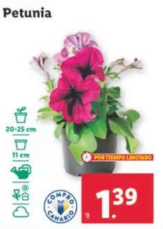 Oferta de Petunia por 1,39€ en Lidl