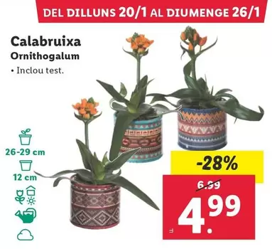 Oferta de Ornithogalum  por 4,99€ en Lidl