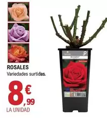 Oferta de Rosales por 8,99€ en E.Leclerc