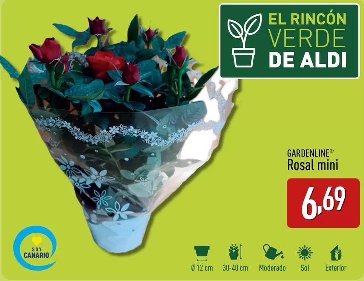 Oferta de Gardenline - Rosal Mini por 6,69€ en ALDI