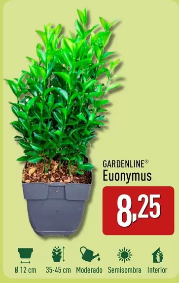 Oferta de Gardenline - Euonymus por 8,25€ en ALDI