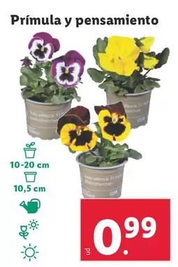 Oferta de Prímula Y Pensamiento  por 0,99€ en Lidl