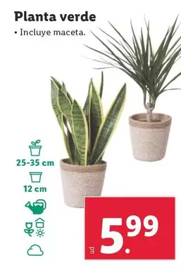 Oferta de Planta Verde por 5,99€ en Lidl