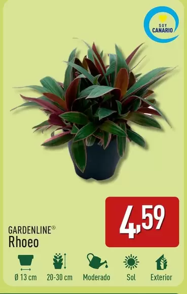 Oferta de Gardenline - Rhoeo por 4,59€ en ALDI