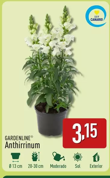 Oferta de Gardenline - Anthirrinum por 3,15€ en ALDI