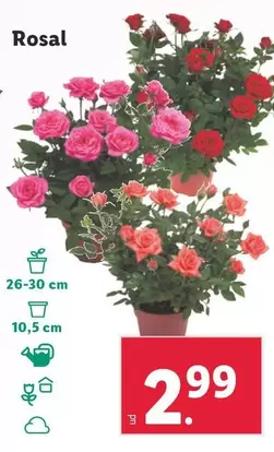 Oferta de Rosal por 2,99€ en Lidl