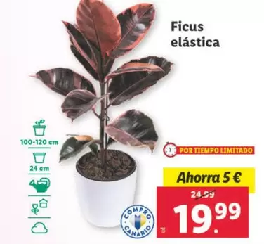 Oferta de Ficus Elástica  por 19,99€ en Lidl