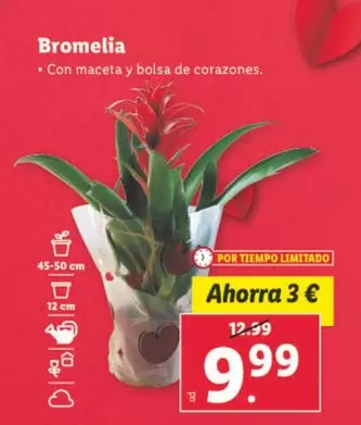 Oferta de Bromelia por 9,99€ en Lidl