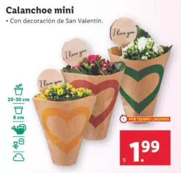 Oferta de Calanchoe Mini por 1,99€ en Lidl