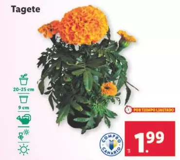 Oferta de Tagete por 1,99€ en Lidl