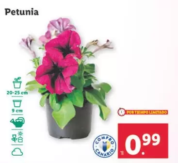 Oferta de Petunia por 0,99€ en Lidl