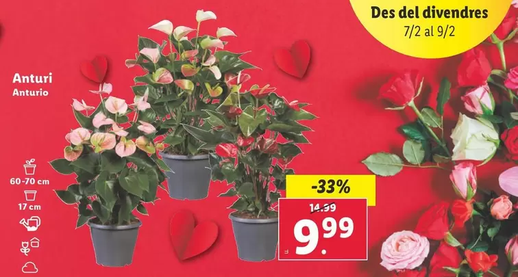 Oferta de Anturio  por 9,99€ en Lidl