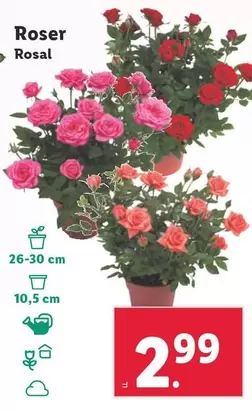 Oferta de Rosal por 2,99€ en Lidl