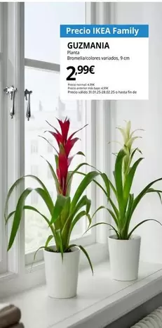 Oferta de Guzmania Planta Bromelia/Colores Variados por 2,99€ en IKEA