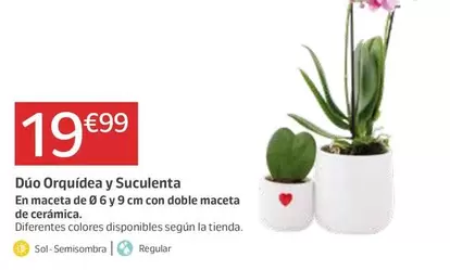 Oferta de Dúo Orquídea Y Suculentana por 19,99€ en Jardiland