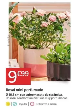 Oferta de Rosal Mini Perfumado por 9,99€ en Jardiland