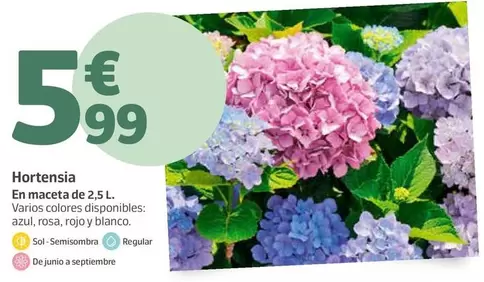 Oferta de Hortensia por 5,99€ en Jardiland