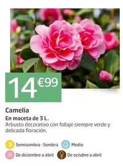 Oferta de Camelia por 14,99€ en Jardiland