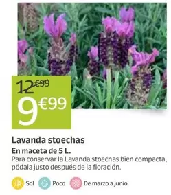 Oferta de Lavanda Stoechas por 9,99€ en Jardiland