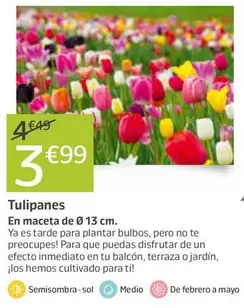 Oferta de Tulipanes por 3,99€ en Jardiland