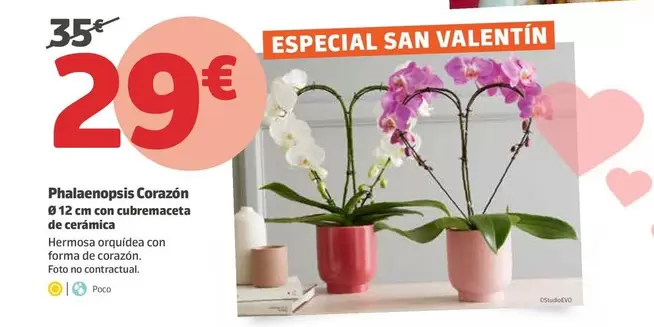 Oferta de Phalaenopsis Corazón por 29€ en Jardiland