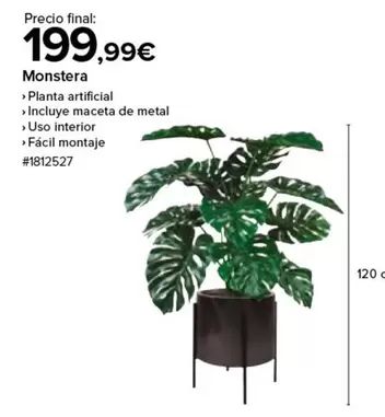 Oferta de Monstera por 199,99€ en Costco