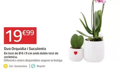 Oferta de Duo Orquídia I Suculenta por 19,99€ en Jardiland