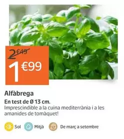 Oferta de Alfàbrega  por 1,99€ en Jardiland