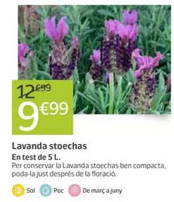 Oferta de Lavanda Stoechas por 9,99€ en Jardiland