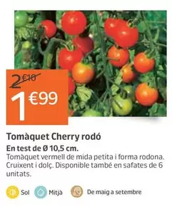 Oferta de Tomàquet Cherry Rodó por 1,99€ en Jardiland