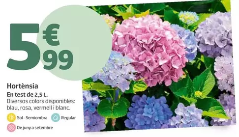 Oferta de Hortensia  por 5,99€ en Jardiland