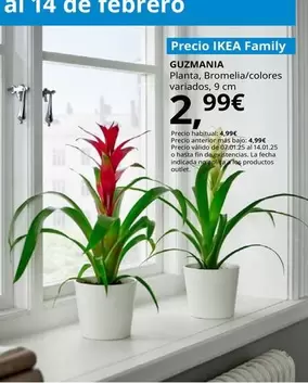 Oferta de Guzmania - Planta , Bromelia / Colores Variados por 2,99€ en IKEA