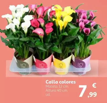 Oferta de Calla Colores por 7,99€ en Alcampo