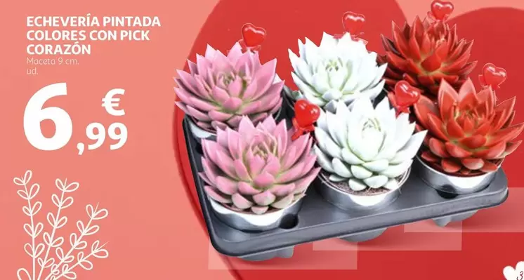 Oferta de Echevería Pintada Colores Con Pick Corazón por 6,99€ en Alcampo