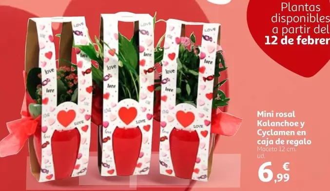 Oferta de Mini Rosal Kalanchoe Y Cyclamen En Caja De Regalo por 6,99€ en Alcampo