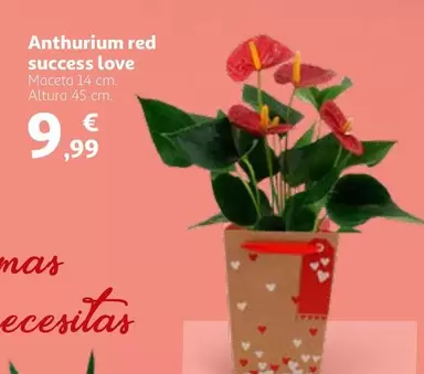 Oferta de Anthurium Red Success Love por 9,99€ en Alcampo