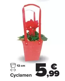 Oferta de Cyclamen por 5,99€ en Carrefour