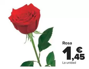 Oferta de Rosa por 1,45€ en Carrefour