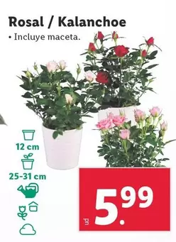 Oferta de Rosal / Kalanchoe por 5,99€ en Lidl