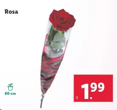 Oferta de Rosa por 1,99€ en Lidl